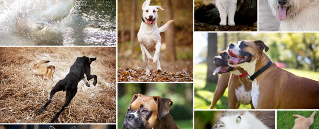 25 и 26 февраля в Киеве пройдет бесплатная выставка собак всех пород.