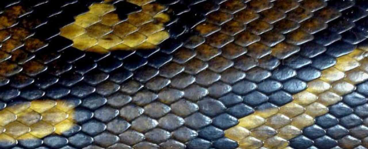 Чем отличается кожа морской змеи от питона?