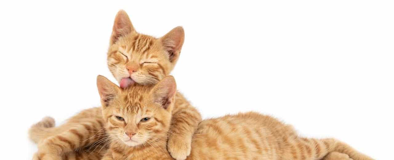 Советы, как познакомить котенка с другими домашними любимцами