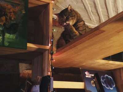 Книжная лавка «Хармс» талисман кот Елиот