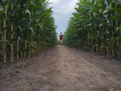 Масштабный агропарк развлечений «Кукулабия» с самым большим лабиринтом на кукурузном поле