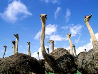 Интересное место Долина страусов