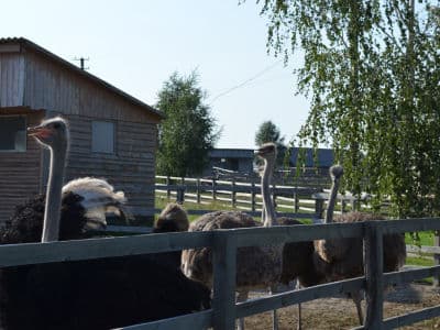 ремяпровождение в Ясногородской долине страусов придется по душе всем - и взрослым, и детям.