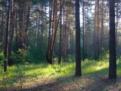 Самарский реликтовый лес интересует не только обычных туристов, но и специалистов-учёных. Всё дело в том, что возраст леса насчитывает тысячи лет.