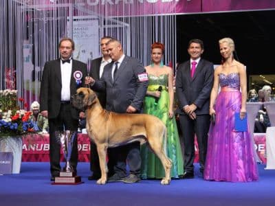 собачья выставка Euro Dog Show 2017