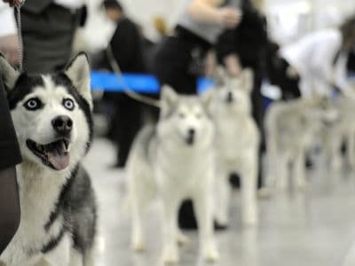 лучшие собаки на выставке Euro Dog Show 2017