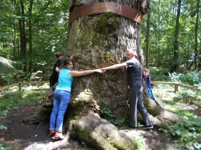 Дуб-патриарх - уникальное дерево, которым может похвастаться Украина. Одна из главных достопримечательностей Ровенской области.
