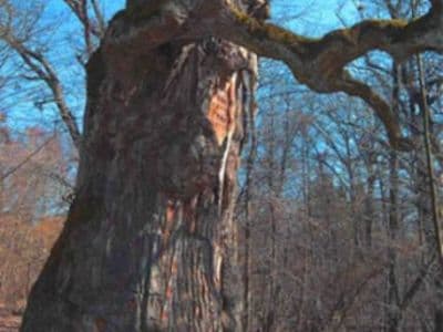 Украина славится вековыми деревьями. Самое старинное из них - дуб-патриарх в Ровенской области, возраст которого насчитывает тысячи лет.