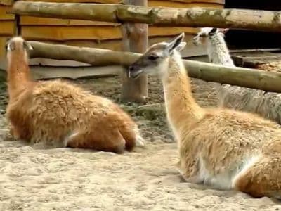 В зоопарке «Лимпопо» можно не только наблюдать за животными. Дети смогут повеселиться на площадке, а также развлечься на аттракционах. 