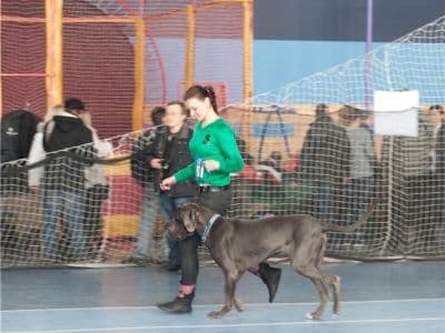 двойная выставка собак САС - все породы Киевские встречи 2017, САС - все породы Ноябрь 2017