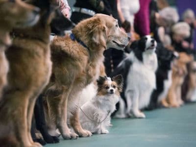 выставка собак САС - все породы Киевские встречи 2017, САС - все породы Ноябрь 2017
