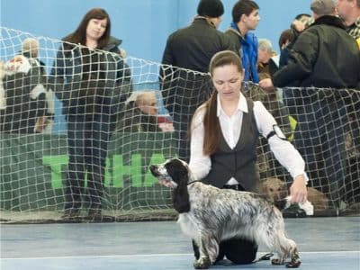 киевская выставка собак САС - все породы Киевские встречи 2017, САС - все породы Ноябрь 2017