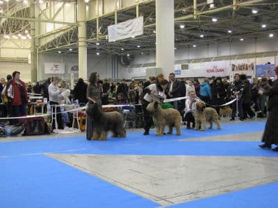 профессиональная выставка собак 2хFCI-CACIB Киевская Русь 2017, Хрустальный кубок Украины 2017