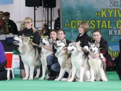 выставка собак в столице 2хFCI-CACIB Киевская Русь 2017, Хрустальный кубок Украины 2017