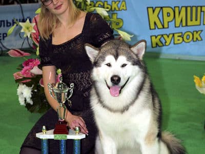 выставка собак в киеве 2хFCI-CACIB Киевская Русь 2017, Хрустальный кубок Украины 2017