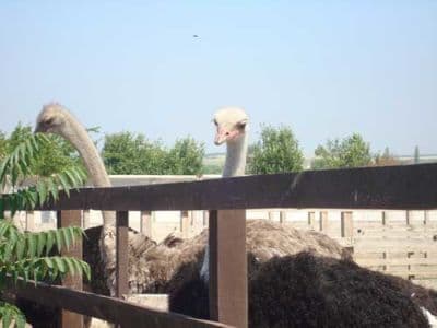 На территории фермы "Кременевский страус" можно побольше узнать о тонкостях разведения страусов, а также поесть в кафе, сходить в баню, навестить музей, и, конечно, посмотреть на птиц.