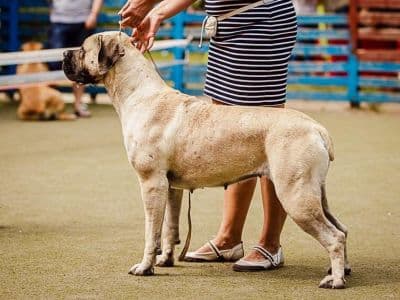 собачья выставка Укр-Баккара в киеве