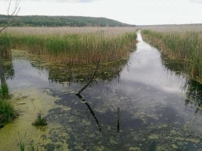 Ирдынские болота расположены в Черкасской области между долинами рек Тясмин и Ольшанка возле села Мошны. О лучшей тропе до болот можно спросить у местных жителей.