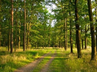 Гомольшанские леса - масштабный природный заповедник в Харьковской области