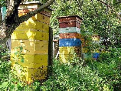 Самый сладкий музей Киева - Музей пчеловодства на Теремках