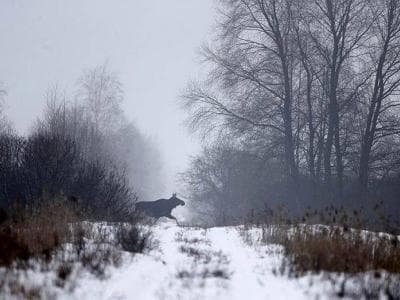 Двухдневные поездки в Чернобыльскую зону от go2chernobyl