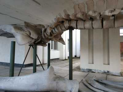Скелет синего кита в НУБиП в Киеве. Отзывы посетителей.