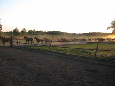 Дубровский завод уже несколько веков занимается разведением породистых, племенных лошадей. Предприятие является ведущим в рысистом направлении. 