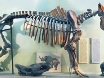 Палеонтологический музей Национального научно-природоведческого комплекса в Киеве. Отзывы