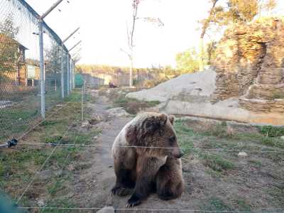 Бурые медведи в медвежьем приюте "Белая скала" возле Житомира