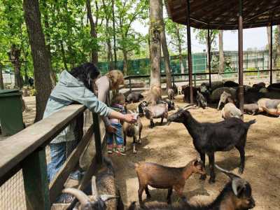Возможность покормить животных в контактном зоопарке Фельдман Экопарк возле Харькова