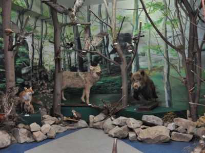Экспозиция "Природа" в долинском краеведческом музее «Бойкивщина»