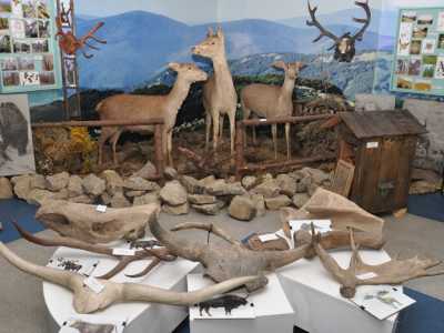 Экспозиция "Природа" в долинском краеведческом музее «Бойкивщина»