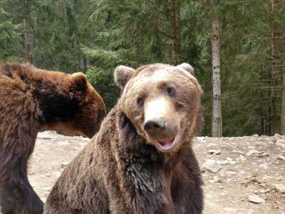 Реабилитационный центр бурого медведя в Закарпатской области. Отзывы посетителей.