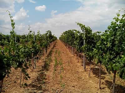 Выгодное расположение виноградных плантаций Бейкуш обеспечивает высокое качество конечного продукта. Поскольку лоза винограда регулярно продувается ветрами (локация с трех сторон окружена водой), это стало главной причиной того, что на растения практическ