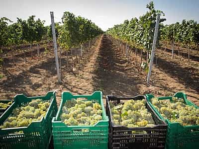Выгодное расположение виноградных плантаций Бейкуш обеспечивает высокое качество конечного продукта. Поскольку лоза винограда регулярно продувается ветрами (локация с трех сторон окружена водой), это стало главной причиной того, что на растения практическ