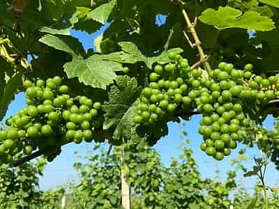 Регион выращивания сырья вина Stakhovsky Wines максимально приближен к лучшим виноградным регионам Европы. Это является одним из важных факторов, обуславливающим успех производимой Сергеем Стаховским продукции.