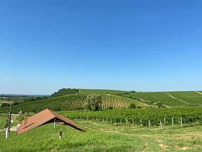 Винодельня Stakhovsky Wines находится в Закарпатской области, Береговском районе, селе Мужиево. 