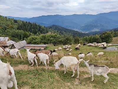Стадо овец на горе Маковица возле Яремчи.