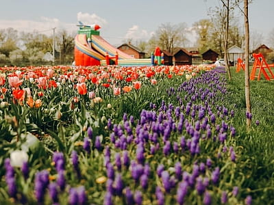 Выставка тюльпанов в семейном парке «VenGreenery» в селе Мамаевцы