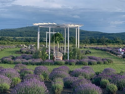 Выставка лаванды в семейном парке «VenGreenery» в Черновицкой области