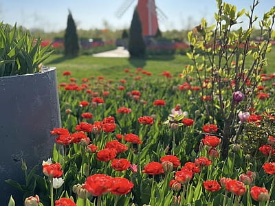 Выставка тюльпанов в семейном парке «VenGreenery» в селе Мамаевцы