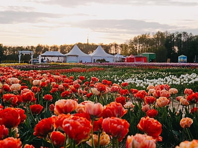 Поле тюльпанов в парке цветов "Волынская Голландия" в Линовке
