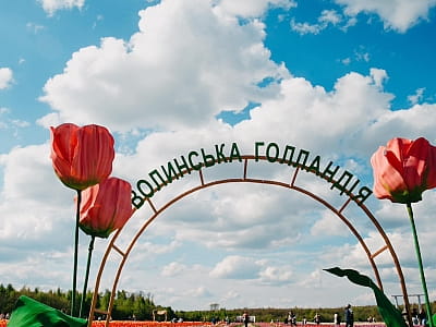 Поле тюльпанов в парке цветов "Волынская Голландия" в Линовке