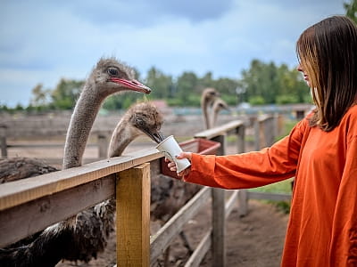 Страусиная ферма в Семейном Экопарке Ясногородка 