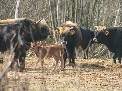 Парк природы "Беремицкое" - это идеальное место для отдыха на природе, где каждый найдет развлечение на свой вкус. От увлекательных экскурсий и активных прогулок до релакса на пляже и незабываемых праздников - здесь созданы все условия для комфортного отд