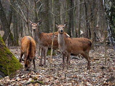 Дикие животные в парке природы "Беремицкое" в Черниговской области 