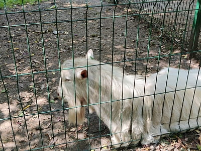 Зверинец в парке культуры и отдыха "Сопильче" в городе Тернополь 