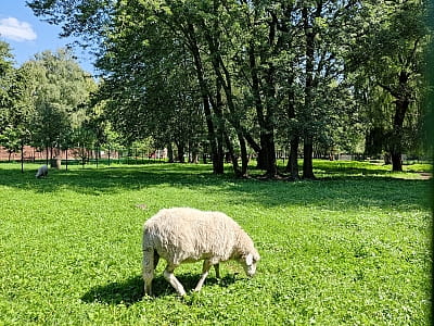 Зверинец в парке культуры и отдыха "Сопильче" в городе Тернополь 