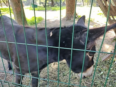 Зверинец в парке культуры и отдыха "Сопильче" в городе Тернополь 