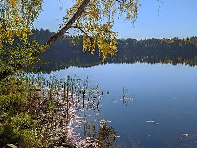 Озеро Засвинское - одно из живописных озер Волынской области, расположенное среди лесистых ландшафтов и заболоченных берегов.